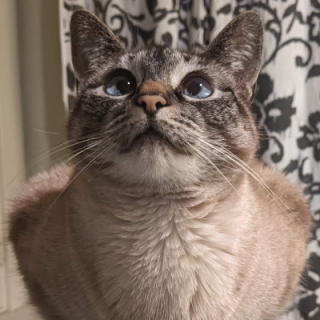 rebecca ravenoak 🏳️‍⚧️