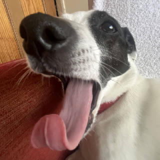 greem (Graeme, not Graham)