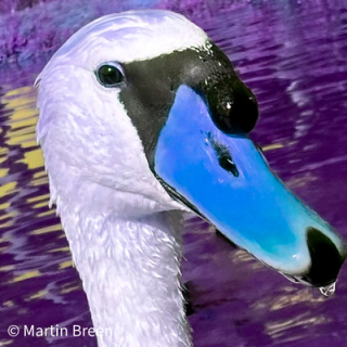 Martin Breen (he/him)