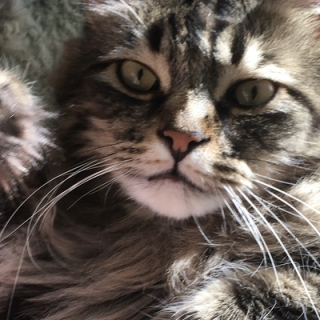 cynthia rose is desirable