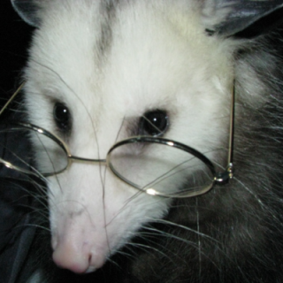 Ms. Opossum (now @ratnegative)