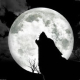 RockWolf