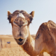 Desert Camel