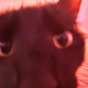 Flüpke