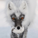 ArcticFox