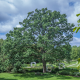 Quercus