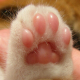 DJ Toebeans