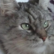 Cat of the Cards