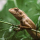 iguana09863