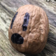That One Walnut