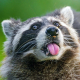 Hourly Trash Panda