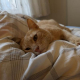 pisipapi