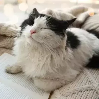 Мяу Машина 4.0