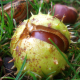 Chronological Chestnut