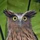 Superbowl