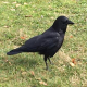crows call me breadlady