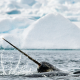 Woolly Narwhal