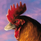 Velocirooster adminensis