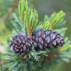 Cascade Pine