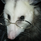 Ms. Opossum graphs COVID data.