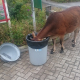 Goaty McGoatFace