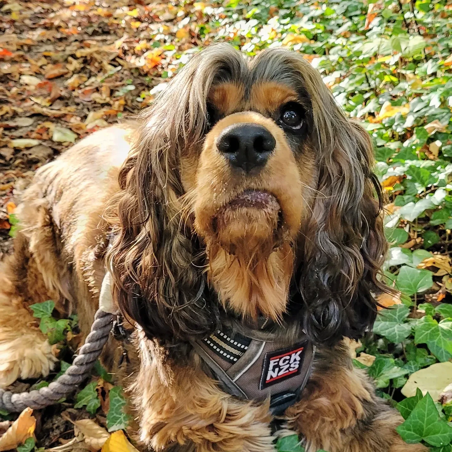 my dog: a black and tan sable cocker spaniel with a harness with a patch that says "FCK NZS" (Fuck Nazis), she is looking up with her lip stuck on one side of her mouth