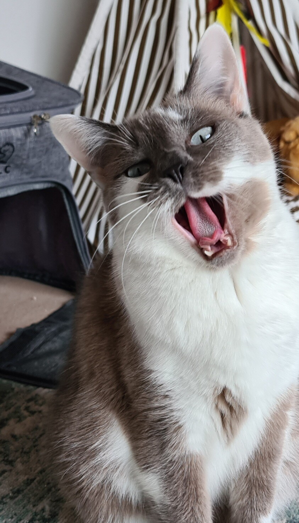 a grey and white cat (mine) yawning and looking at camera