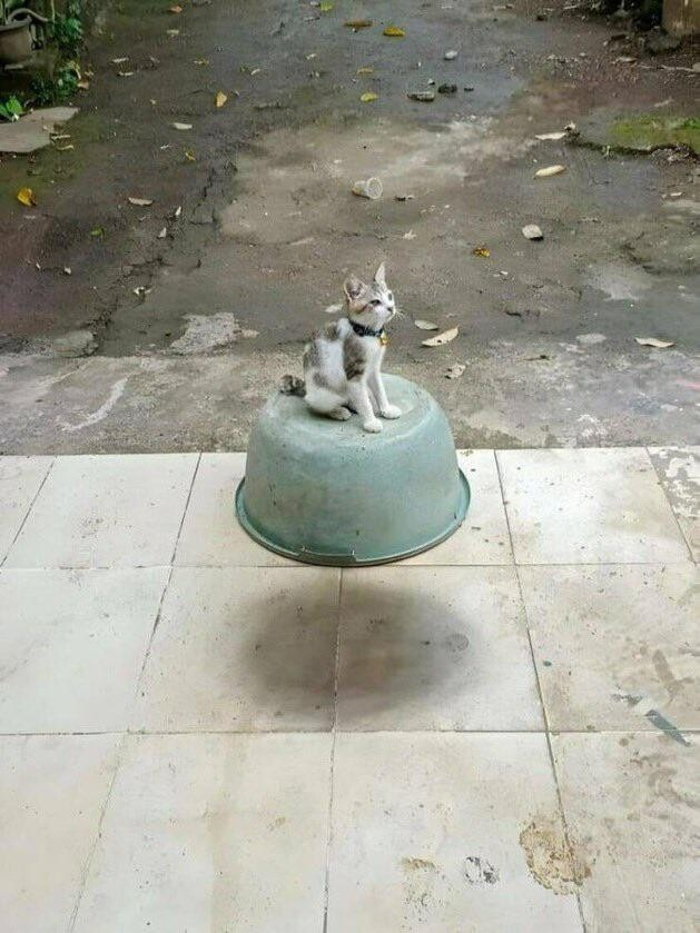 A cat sat on a bowl which is hovering. It's actual magic. I can scarcely believe my very eyes.