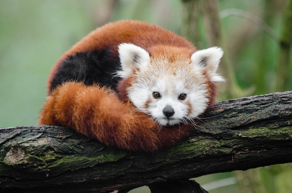 A red panda (firefox) resting on a tree branch.