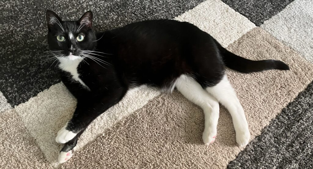 An adorable black and white cat looking at the camera from the carpet.