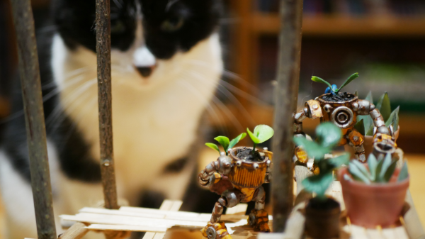 My cat is watching the miniature robots