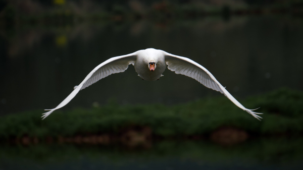 A swan flying towards the camera, water and grass in the underexposed background.
