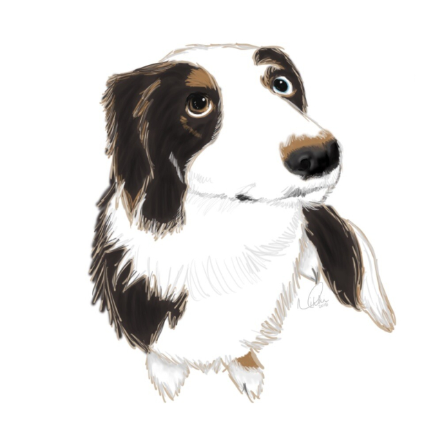 Digital drawing of a brown and white border collie dog looking up at the viewer. 