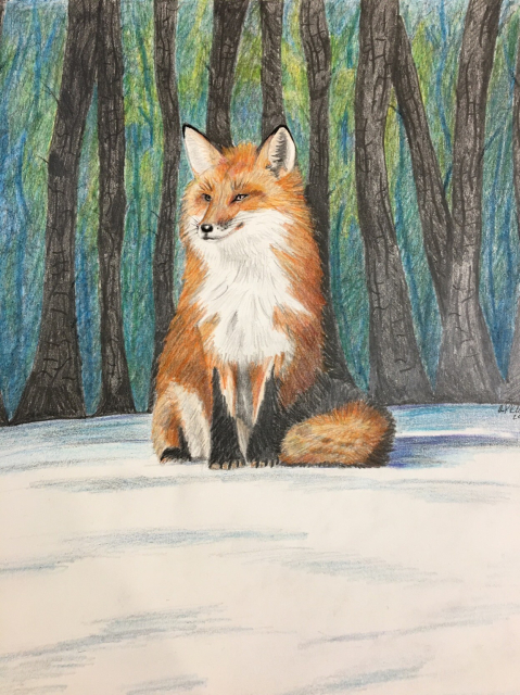 Pencil and ink drawing of a red fox sitting in the snow with the dark woods behind it. 