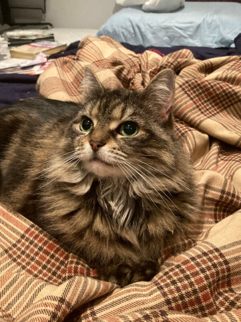 A picture of my cat, Rey, looking incredibly cute on the bed