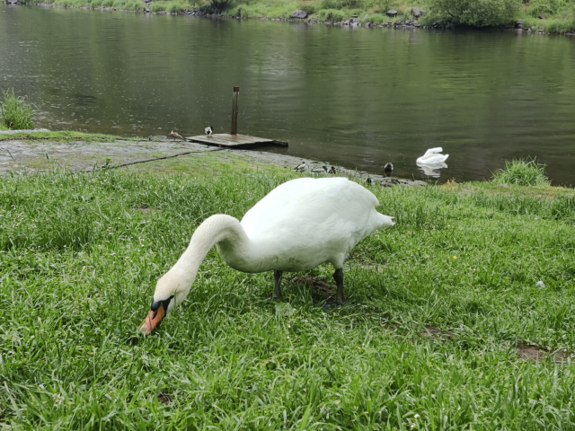 A swan