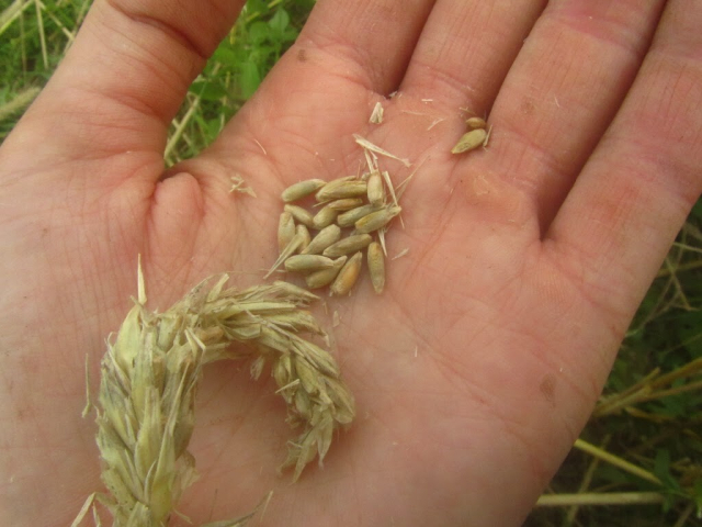 A hand full of rye grains, harvested by Cambridge CropShare.