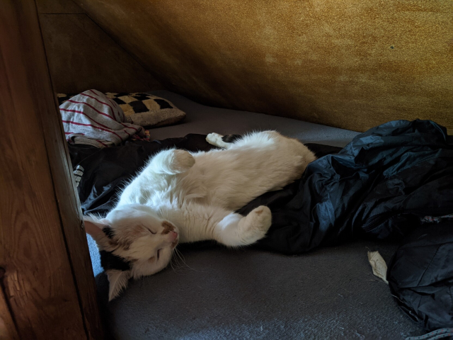 A cute esleeping cat lying on her back on the bed.