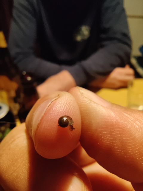 A 2 milimeters long snail on my finger tip