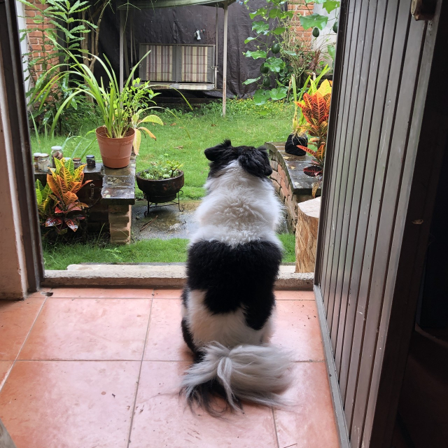 Mozzarello sentadito, contemplando el jardín mientras llueve. Se ven crotos, suculentas, chayotes colgando de su enredadera y el arbolito de macadamia.
