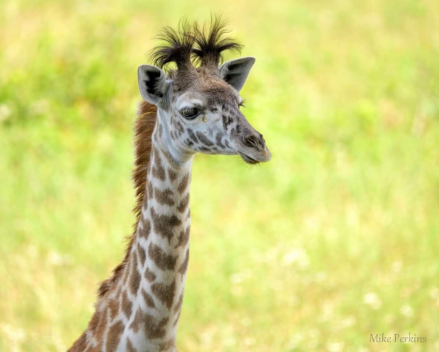 smol giraffe whose "hatpegs" (those horn-like ossicones on top of its head), are really fluffy, like a pair of hair bunches