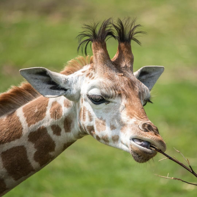 slight older giraffe (?) with nearly as fluffy ossicones, but the bony bottom is a bit longer