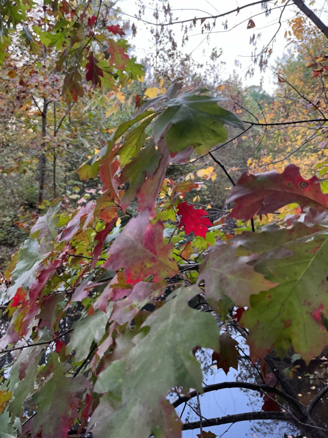 A red oak leaf in sharp focus glowing with light, framed by a lot of nearer green and red leaves.