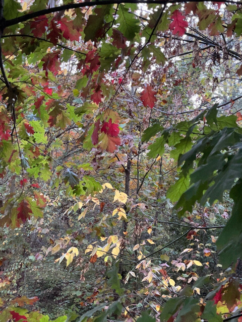 Green and red oak leaves and some pale yellow other leaves make a swoop across the  photo. 