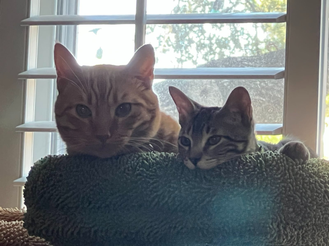 An orange adult cat and a grey and black striped kitten both peering over the edge of a green fuzzy cat tree.