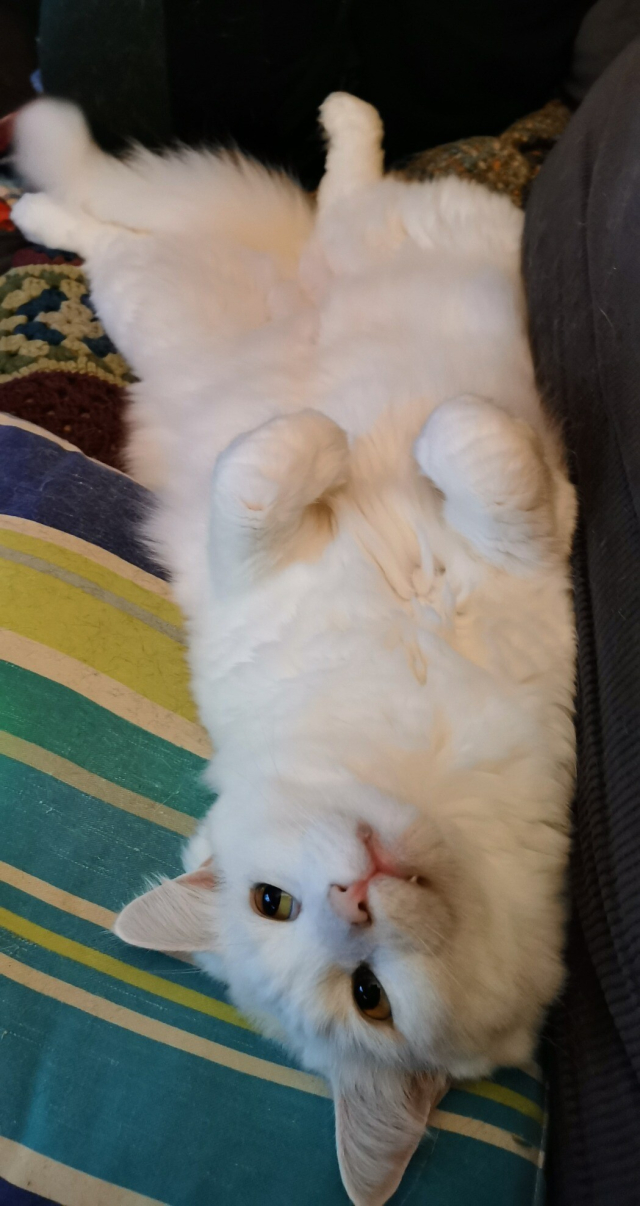 A big white long hair cat lying upside down on a striped cushion 