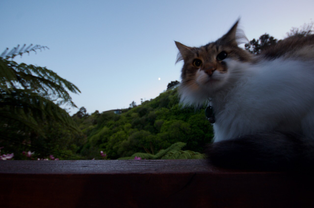 Cat with wide eyes stares at camera while sitting on a deck guardrail with a faint moon in the background at dawn