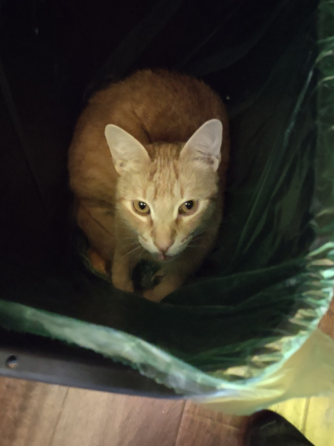 Orange cat sitting in an empty trash can.  He has beautiful golden eyes and one canine tooth that sticks out of his mouth.