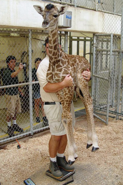 A medium-light skinned person in khaki shorts, utility boots, and a button up shirt with dark brown hair is standing on a scale. In their muscular arms they hold a baby giraffe who looks mildly surprised but generally unbothered