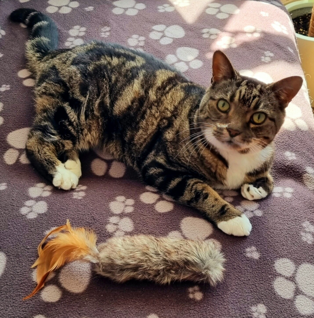 Photograph of a grey, sandy and black tabby cat with a white bib and paws and green-gold eyes, looking into the camera. He is laying on a dark grey blanket with a white paw print pattern. A fluffy catnip toy with feathers at one end lays next to him.